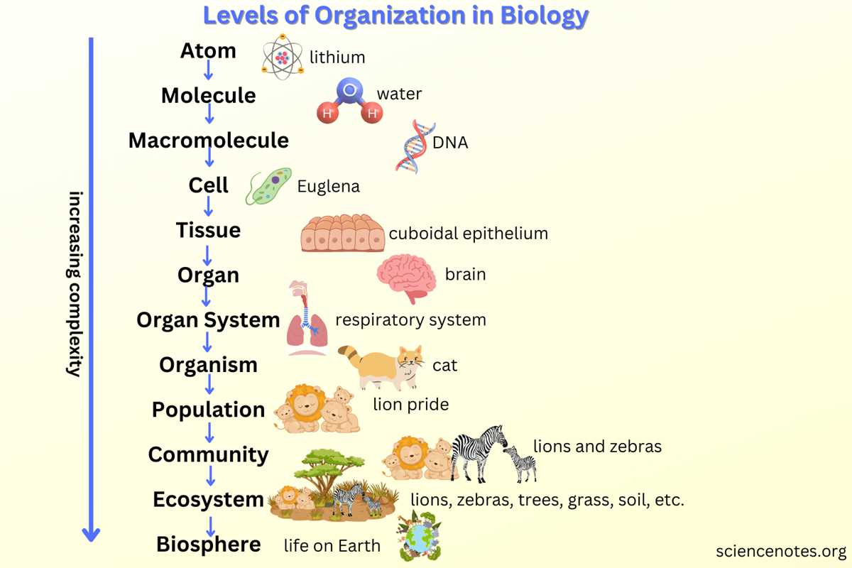 chapter 4 the organization of life answer key
