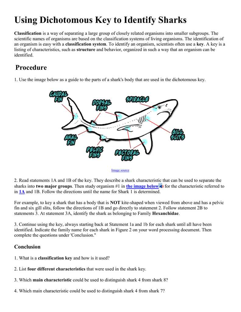 shark dichotomous key answer key