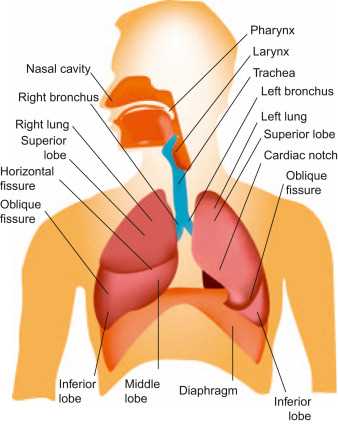 chapter 37 circulatory and respiratory systems review answer key