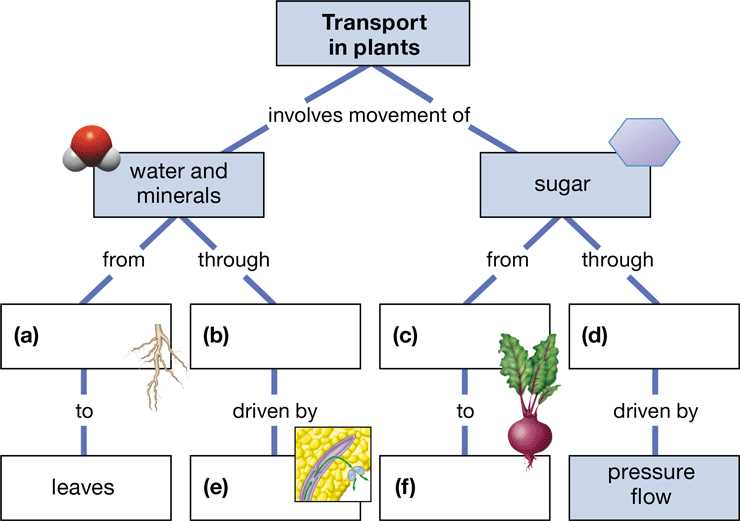 ecosystem concept map worksheet answer key