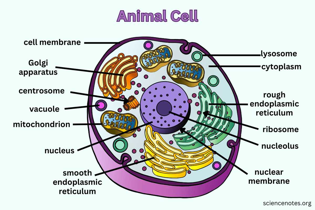 animal cell diagram answer key