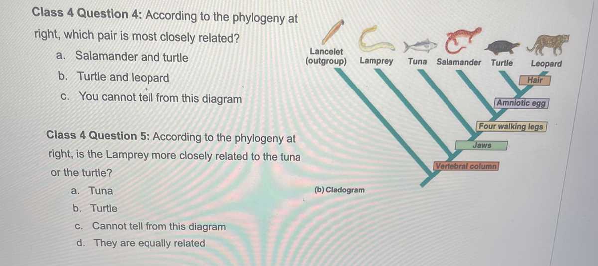 stations activity build a phylogenetic tree answer key stations activity build a phylogenetic tree answer key