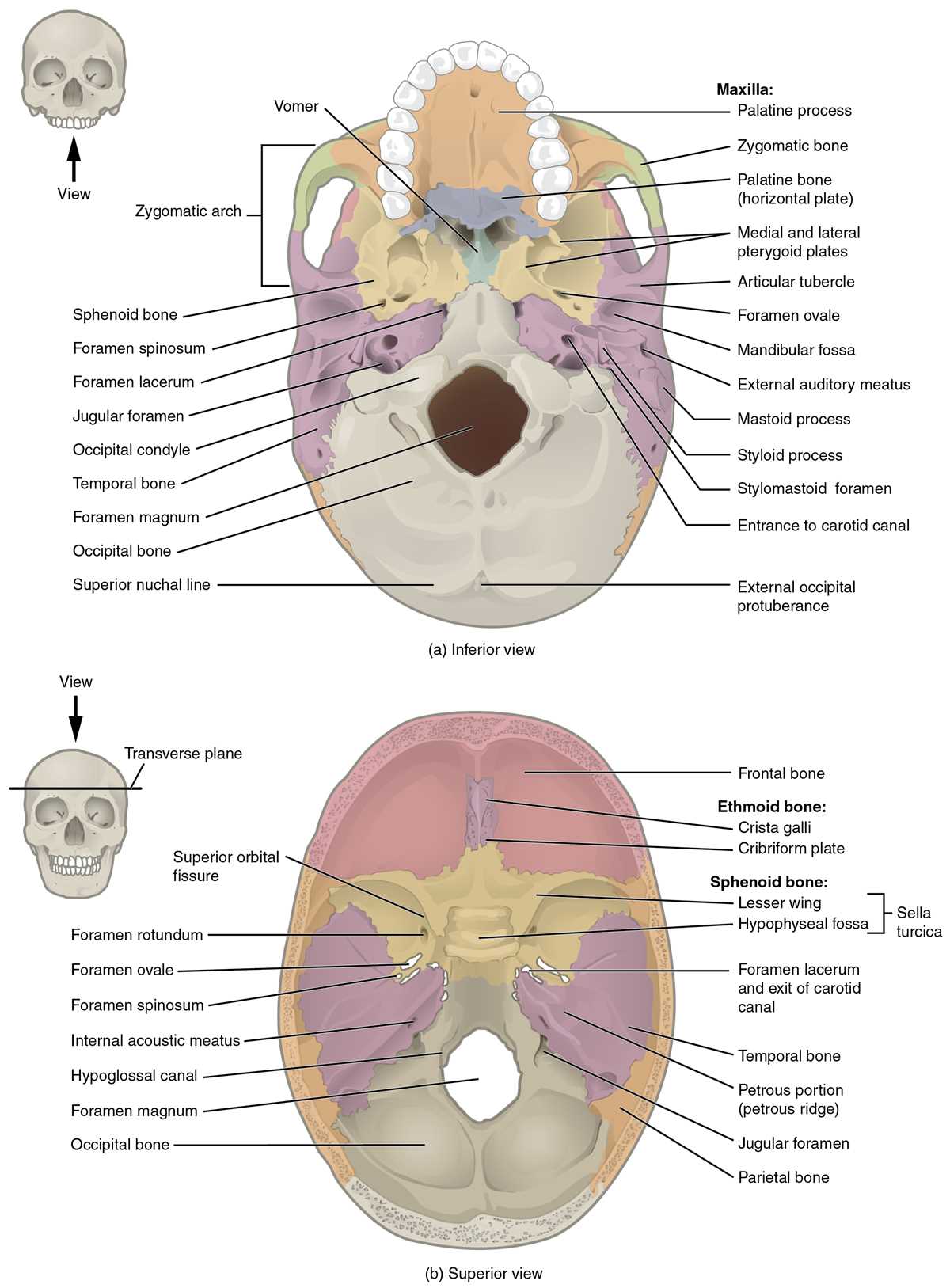 bones of the skull anterior view answer key