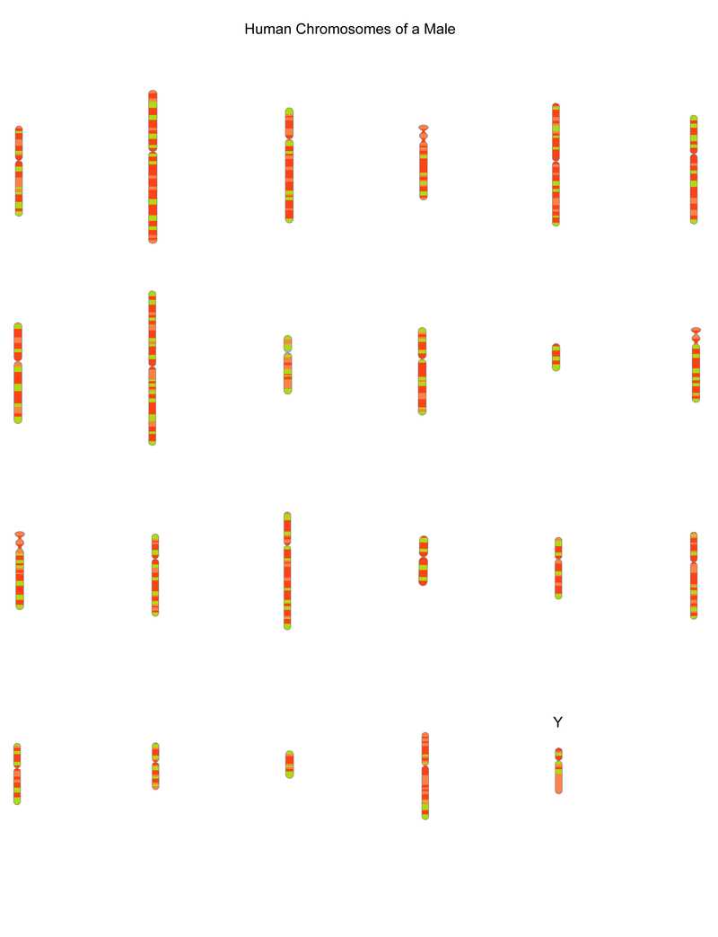 chapter 14 the human genome making karyotypes lab answer key
