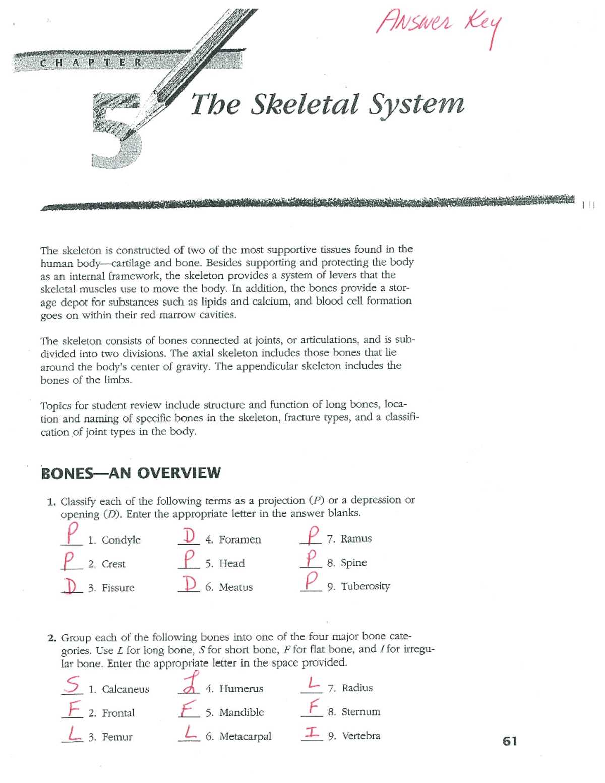 anatomy & physiology coloring workbook answer key chapter 5