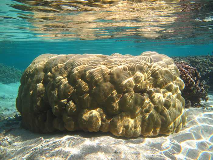 the dangers of ocean acidification lesson 1b answer key
