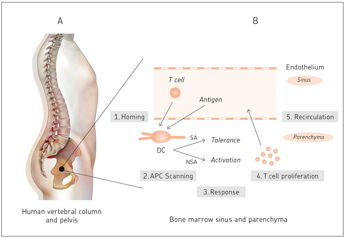 chapter 6 the lymphatic and immune systems answer key