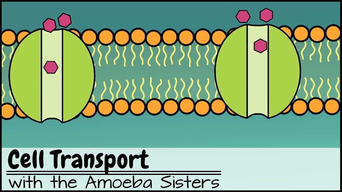 amoeba sisters llc answer key osmosis