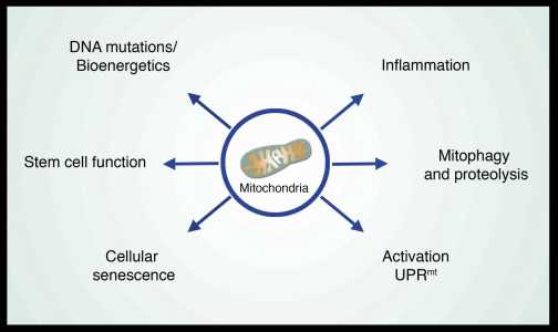 science literacy article mitochondria and aging answer key