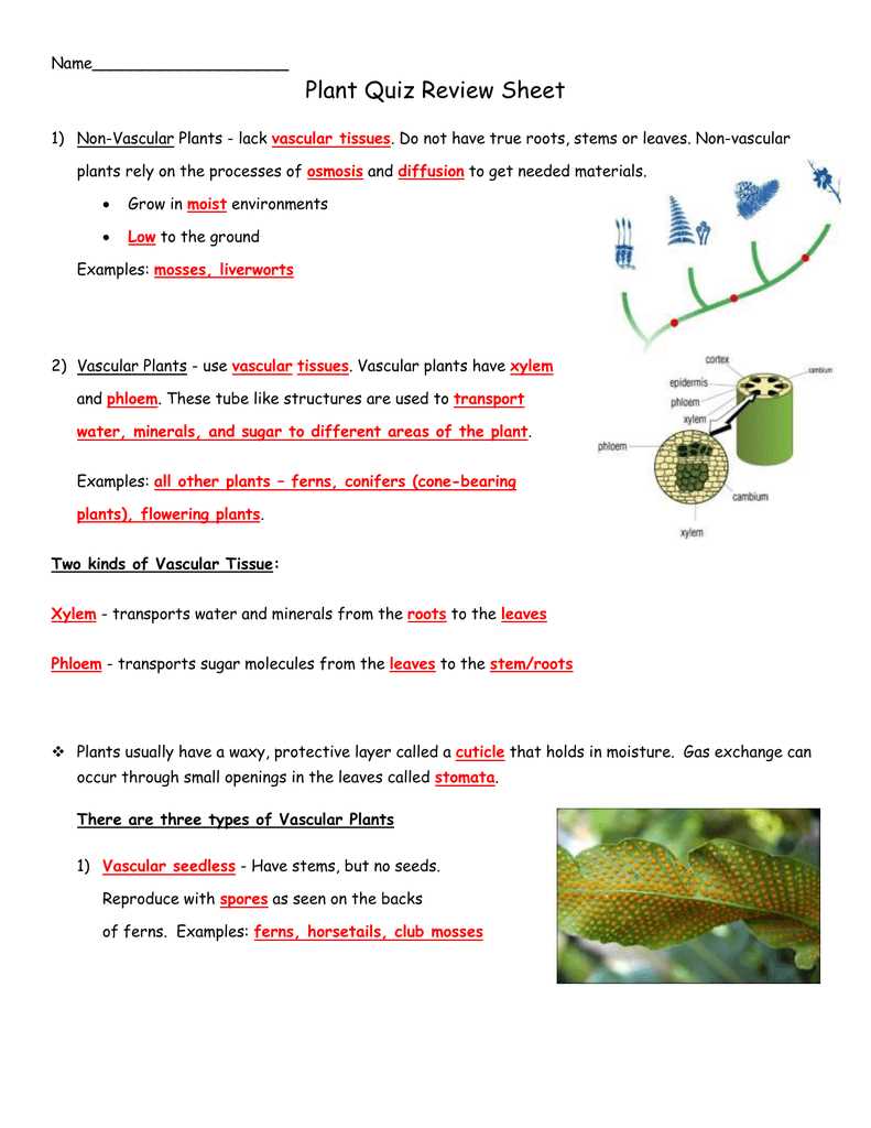 section 28 1 review overview of plants answer key