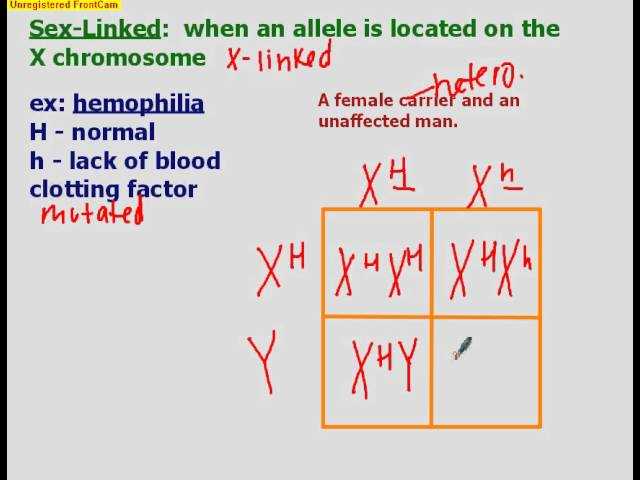 sex linked genetic punnett square problems answer key