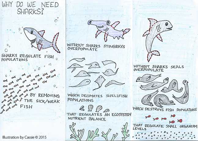 shark dichotomous key answer key