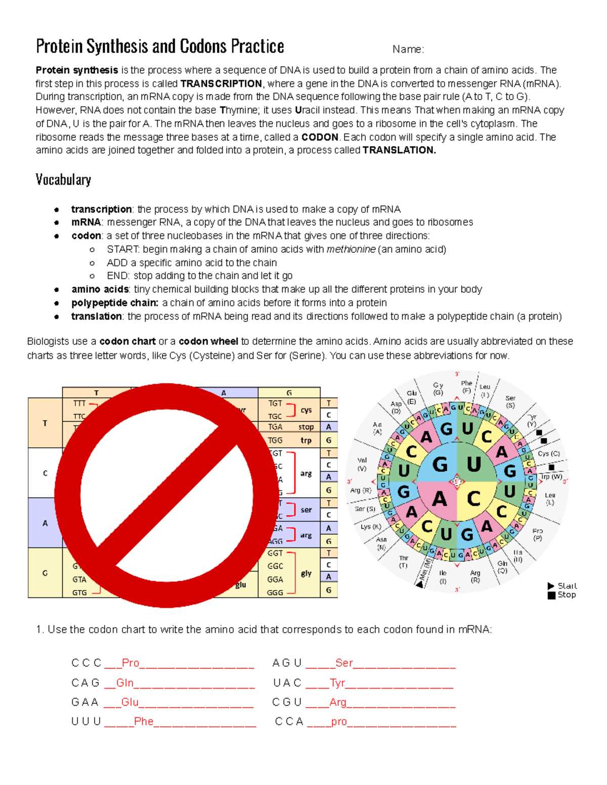 taco protein synthesis activity answer key taco protein synthesis activity answer key