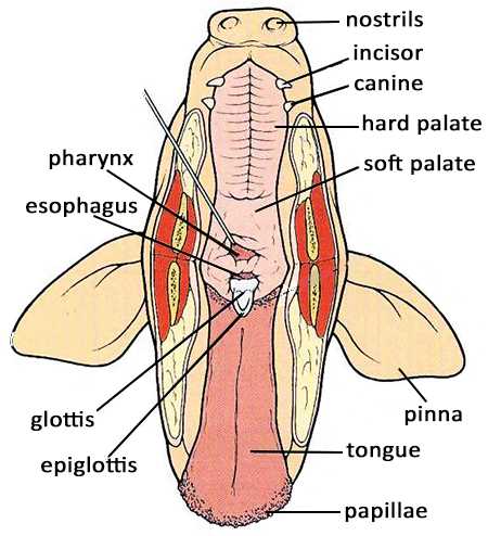 biology corner fetal pig dissection answer key