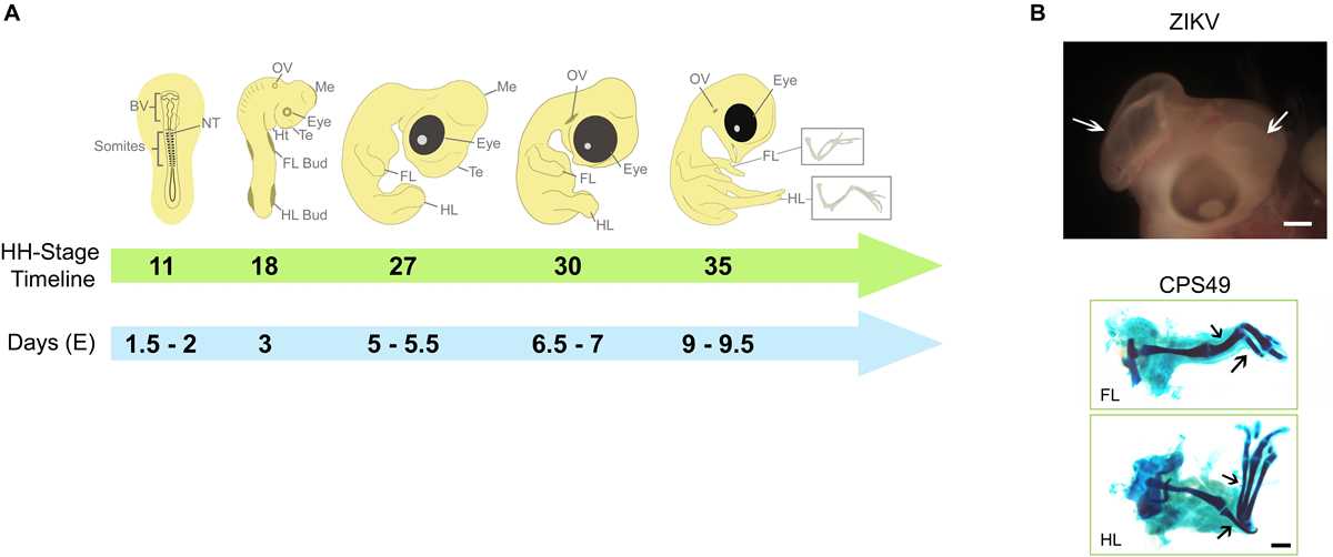 poultry embryo guided student notes answer key