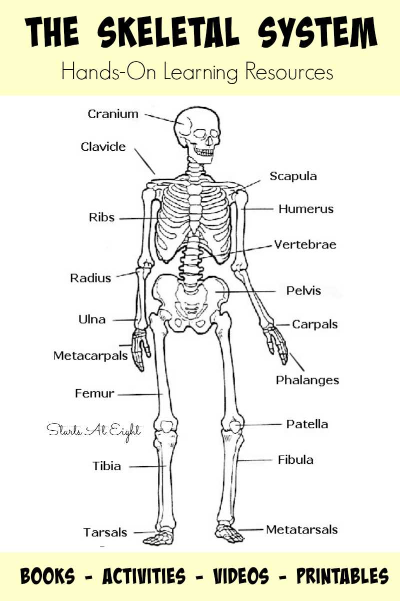 skeletal system day 1 review answer key skeletal system day 1 review answer key