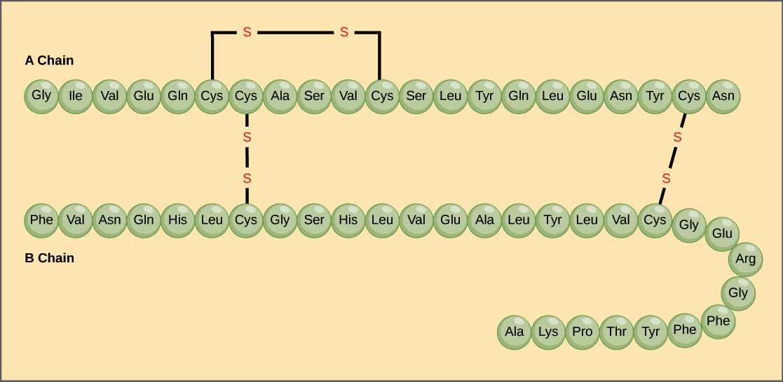 from dna to protein structure and function answer key