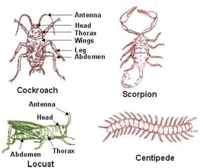 28 2 groups of arthropods answer key