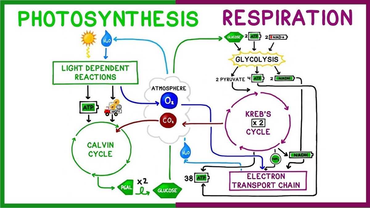 photosynthesis and cellular respiration test review answer key