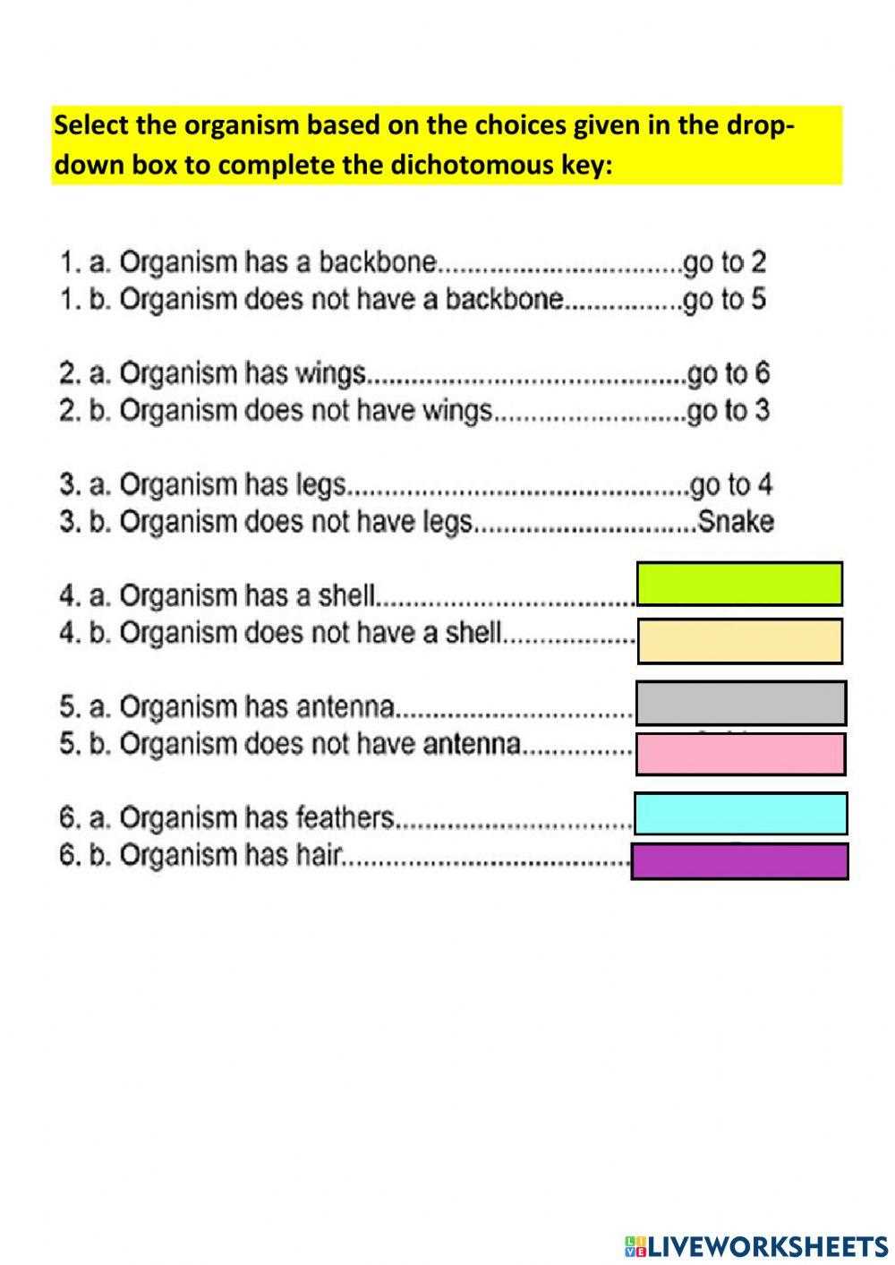 dichotomous keys answer key