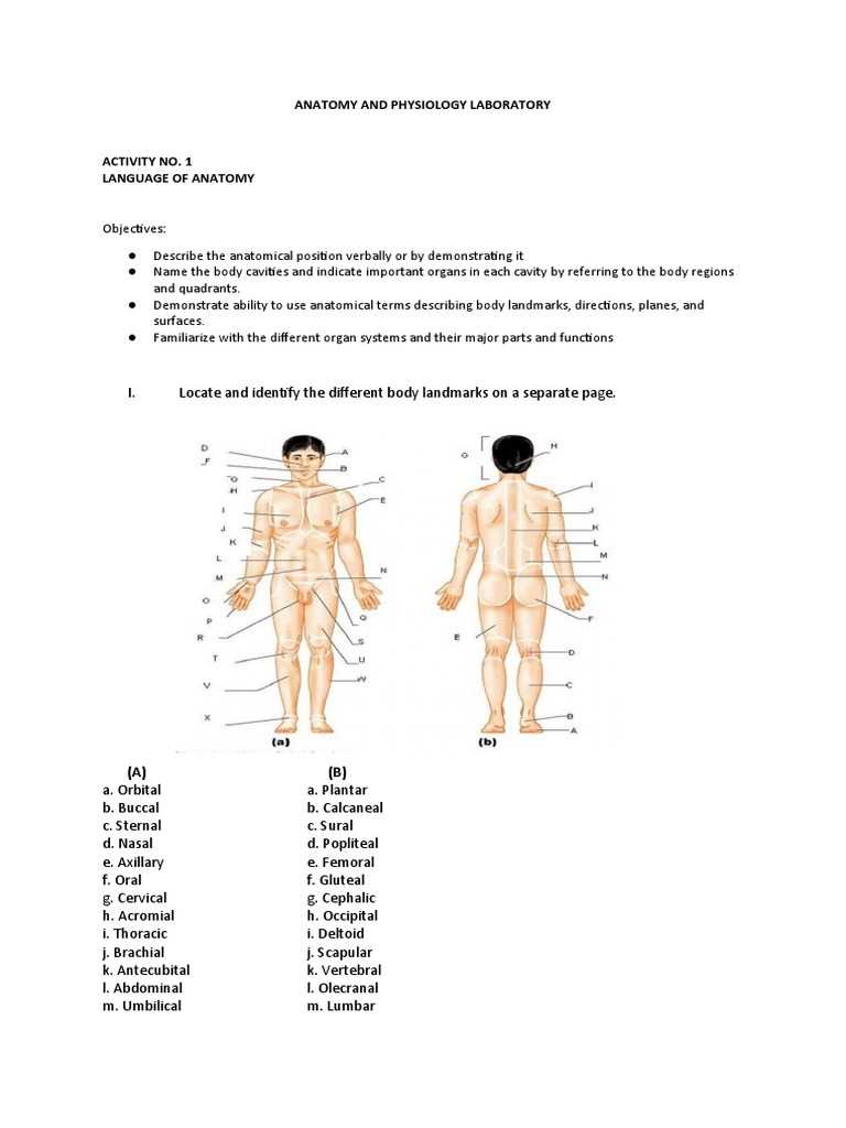 answer key marieb smith anatomy lab manual review sheet 6