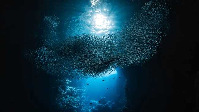 the dangers of ocean acidification lesson 1b answer key
