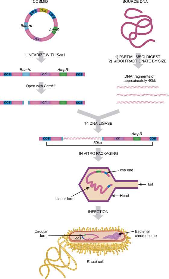 the history of cloning answer key