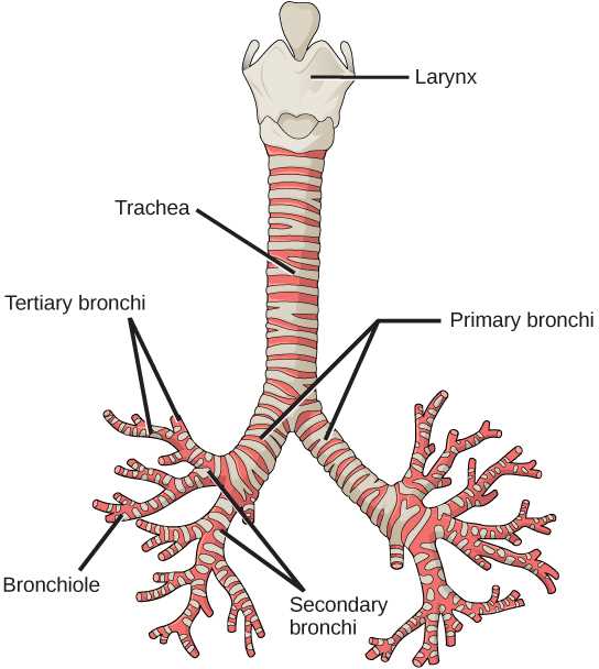 the respiratory system 14.3 review and reinforce answer key