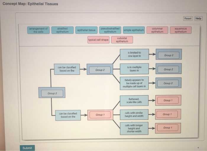 tissue concept map answer key