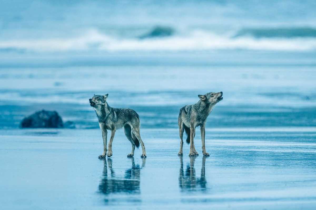 lessons from the wolf answer key