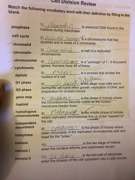 cell cycle review answer key cell cycle review answer key