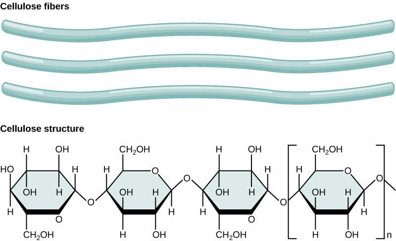 carbohydrates the sugars that feed us answer key
