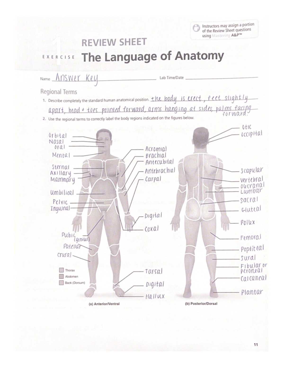 human anatomy and physiology review sheet answer key