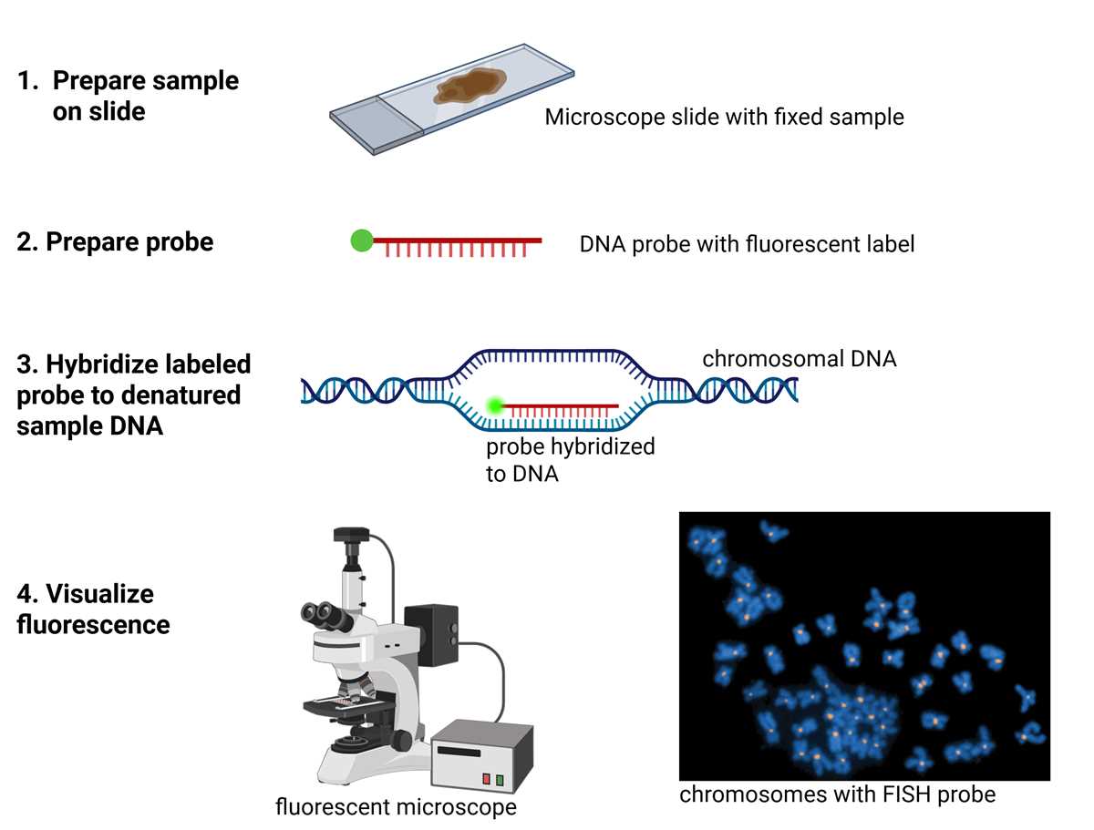 chapter 20 dna tools and biotechnology reading guide answer key
