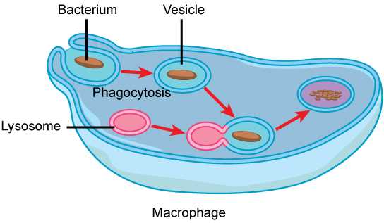 animal cell organelles and structures answer key