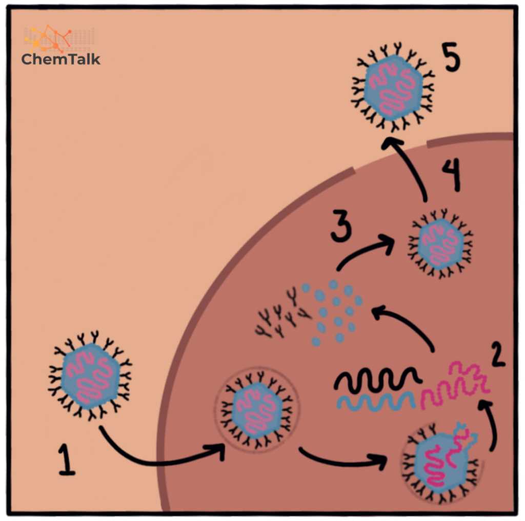 chapter 18 viruses and bacteria answer key