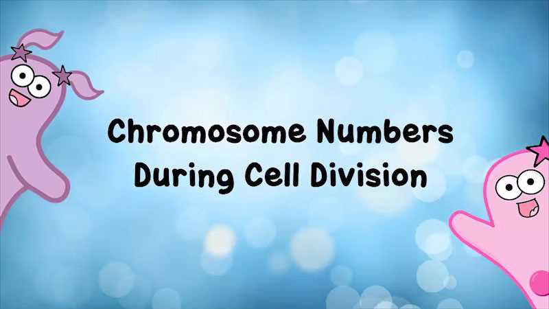 amoeba sisters video recap chromosome numbers answer key