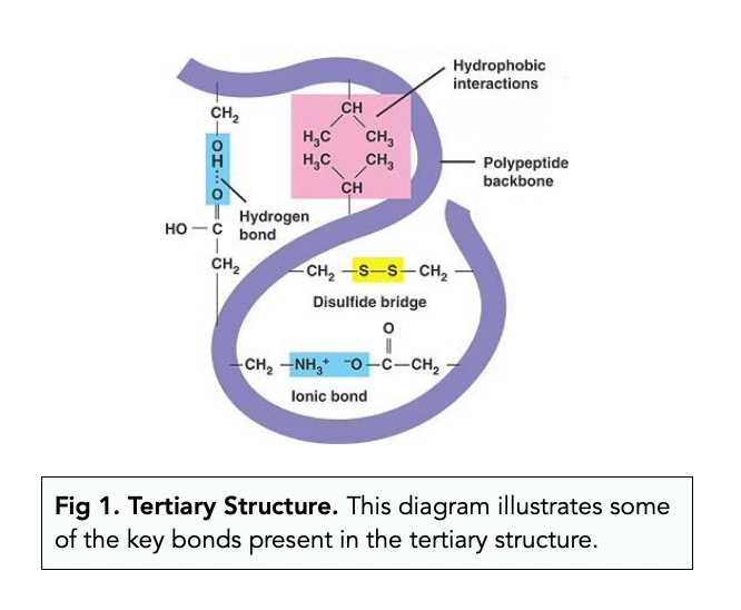 from dna to protein structure and function answer key