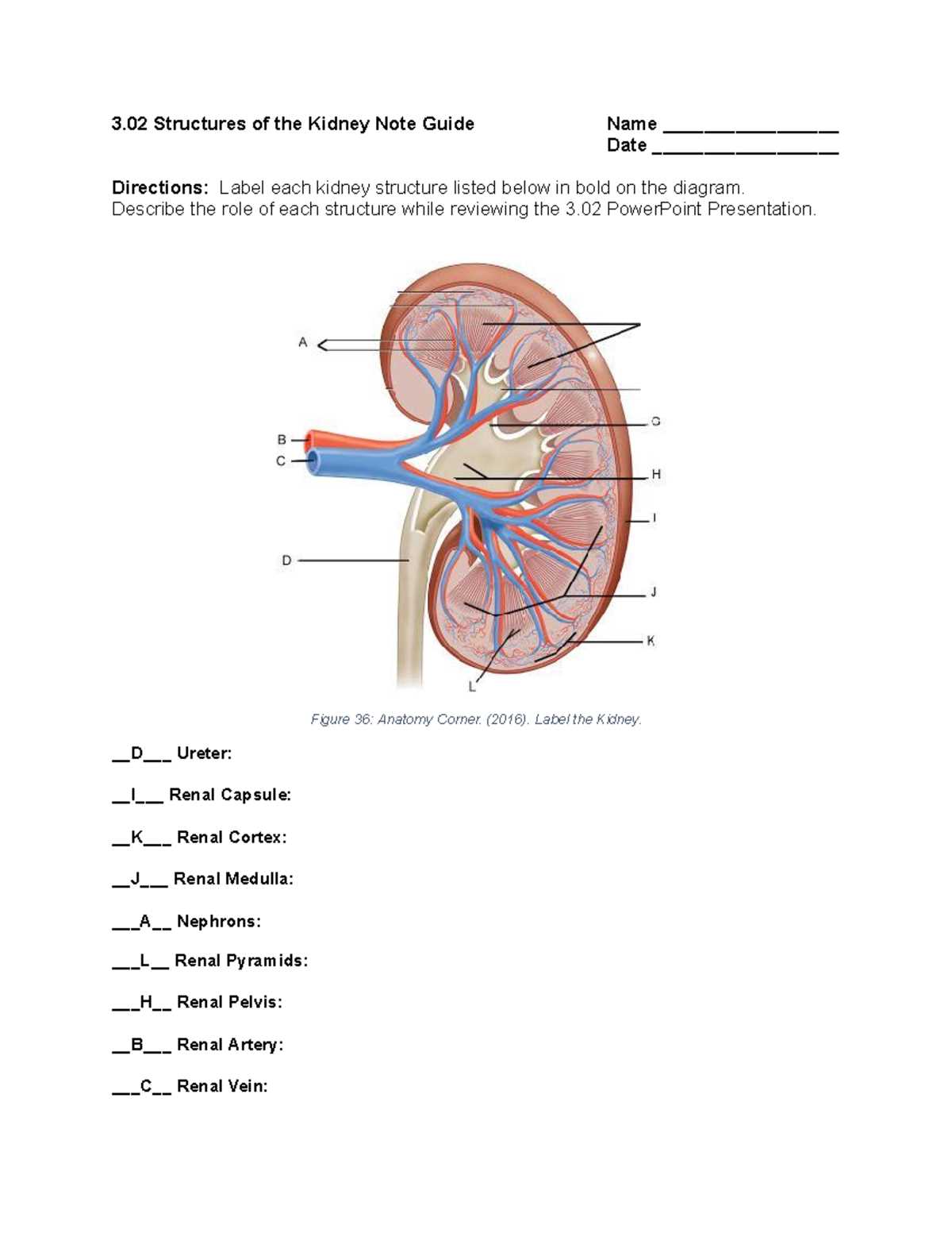 3.02 structures of the nephron note guide answer key