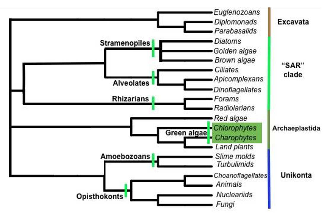 chapter 20 protists reviewing key concepts answers