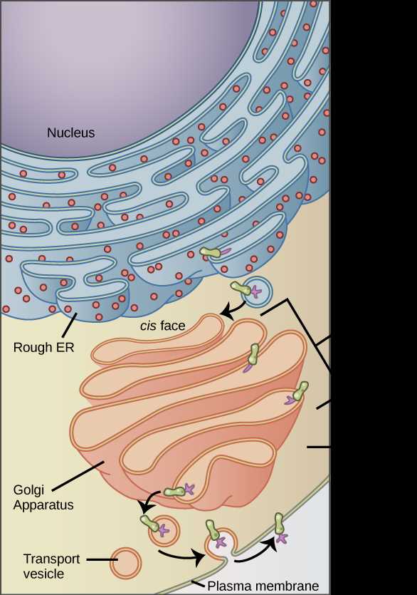 genetic disorders and organelles answer key