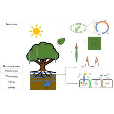 ap biology 034 mechanisms that increase genetic variation answer key