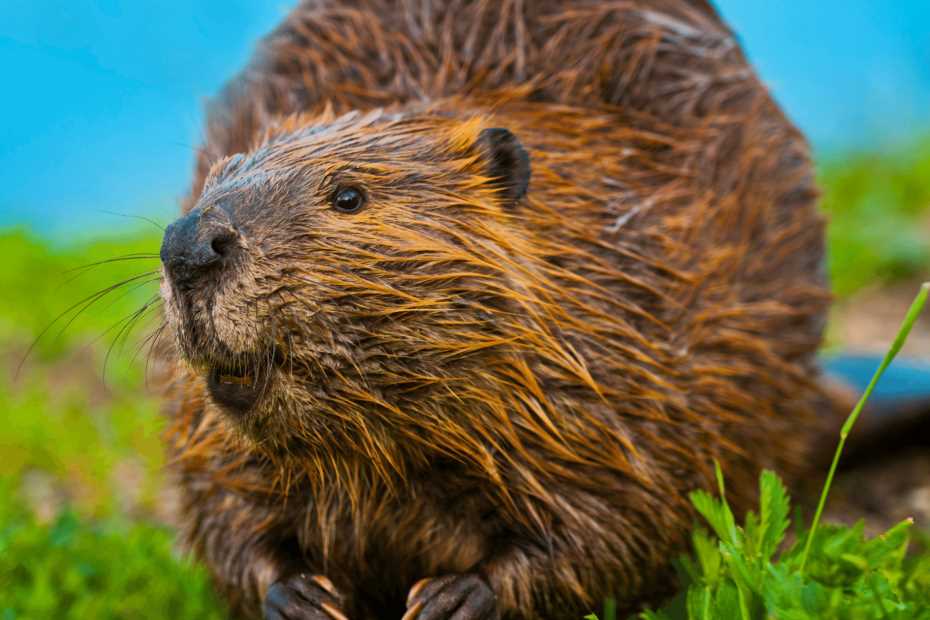 what did the beaver say to the tree answer key