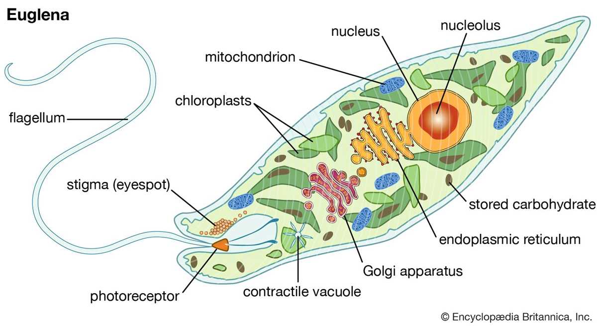 lets draw cell parts and their function answer key lets draw cell parts and their function answer key
