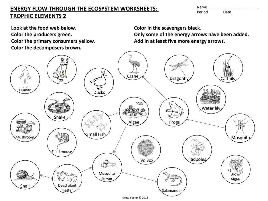 energy through an ecosystem worksheet answer key