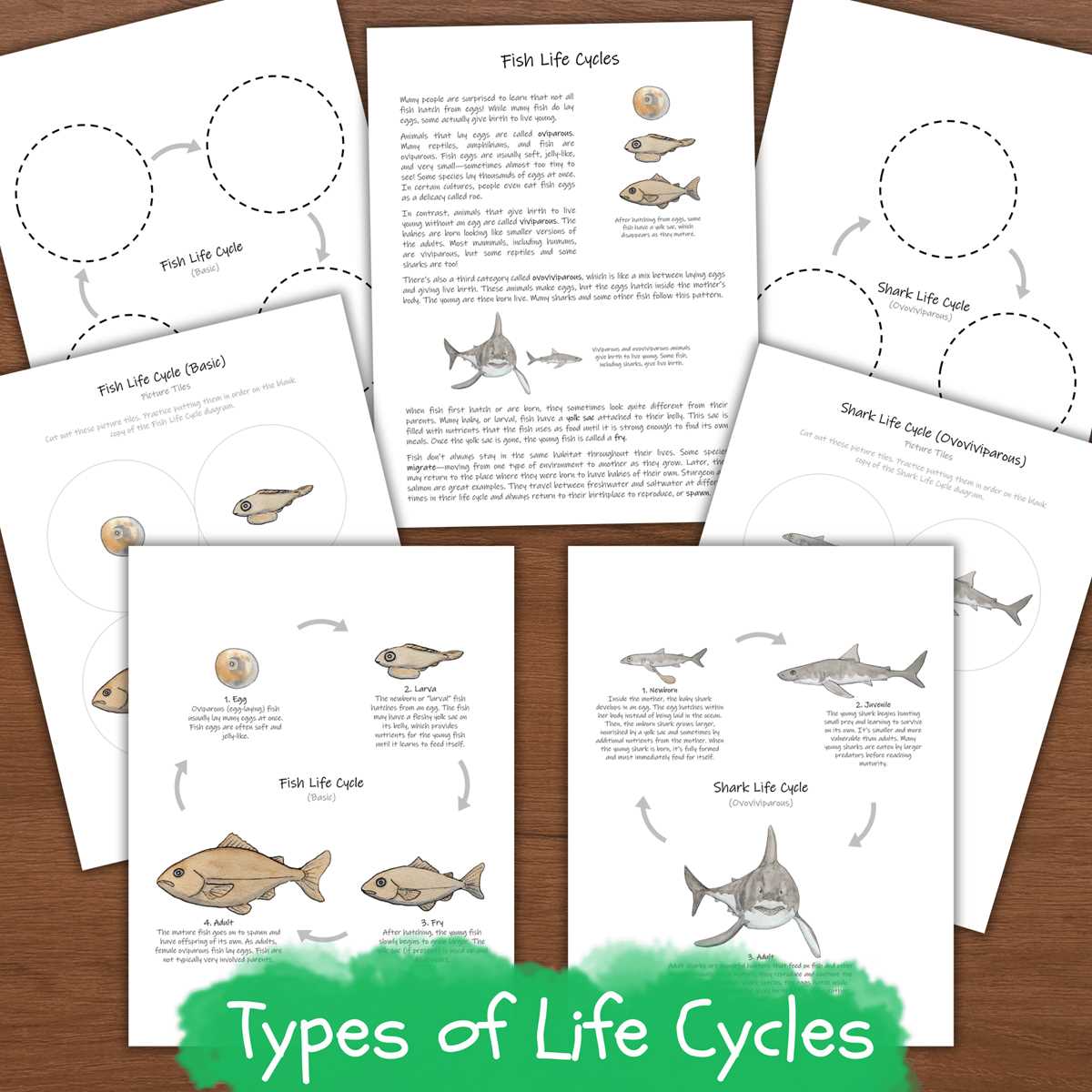 adaptation worksheet life as a fish answer key
