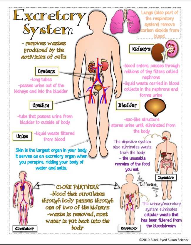 black eyed susan science answer key