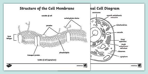 vocabulary review cells and their environment answer key