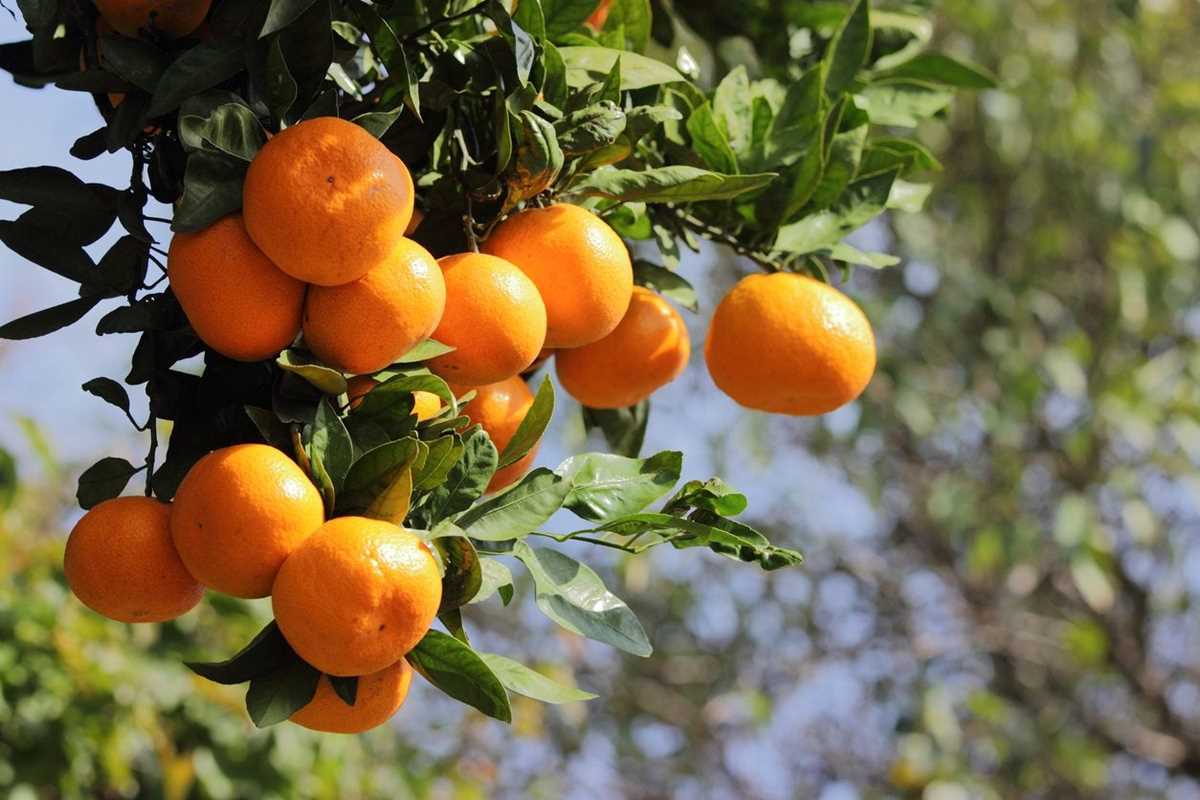 tangerine study guide answer key