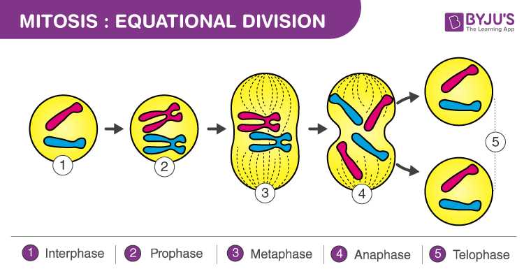 cell cycle mitosis labeling answer key